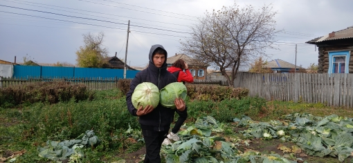 Уборка урожая.
